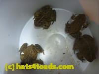 /home//u458753944/public_html/sourcegallery//////Roxborough Toad Detour/2013-2019/2014/2014-04-02/P1140893.JPG